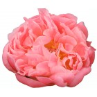 Peonija  `Coral Supreme`